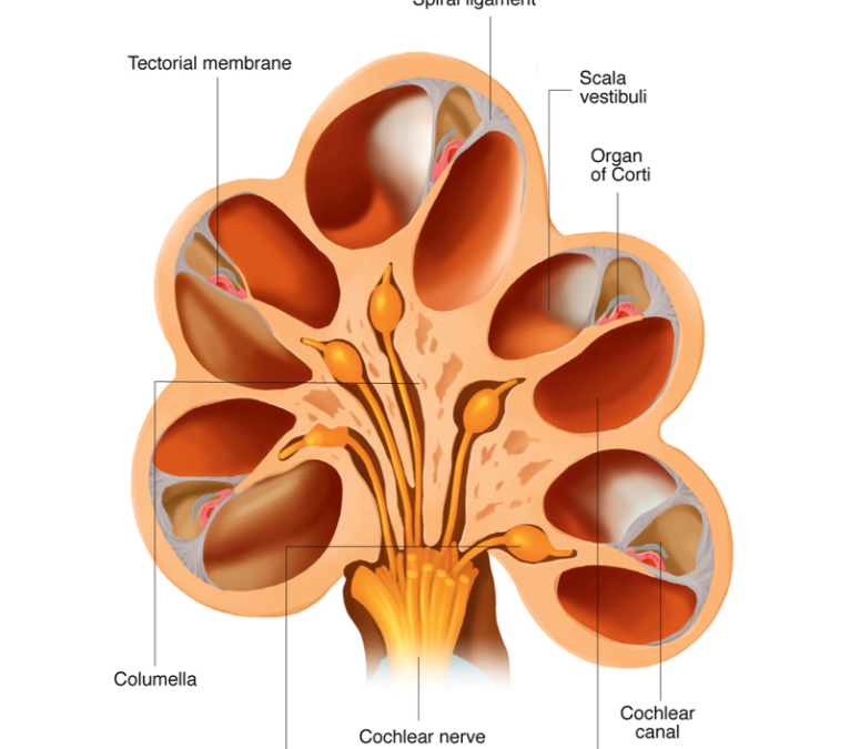 Duktus Koklearis, Ruang Kecil Tempat Suara Menjadi Makna di Telinga Dalam