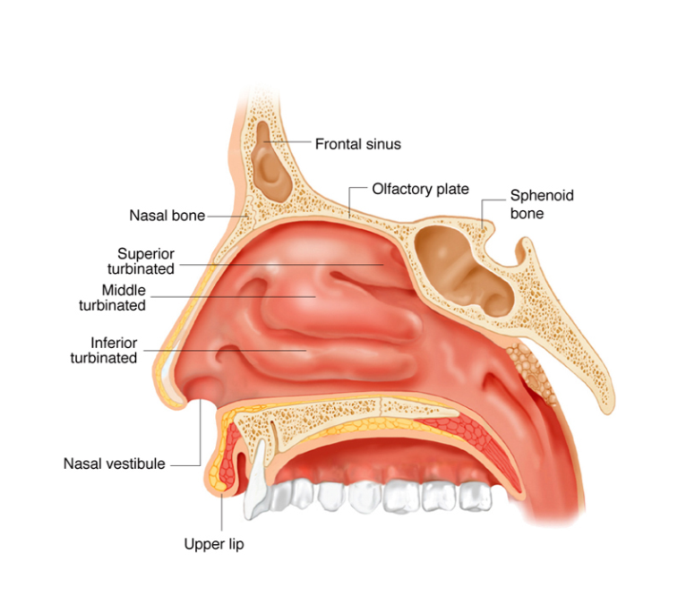 Nasoendoskopi: Melihat Sinus Tanpa Operasi