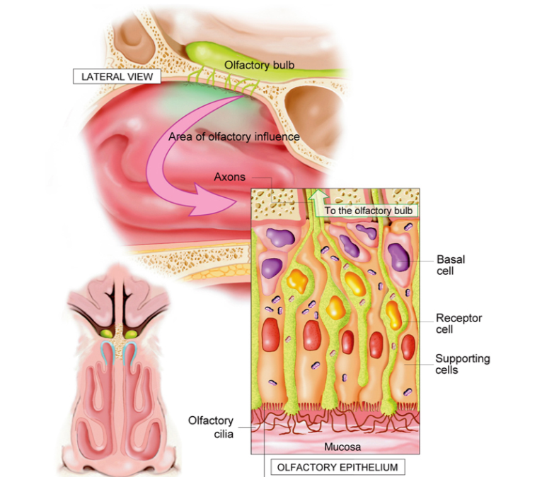 Anosmia Pasca COVID: Pemulihan Indera Penciuman