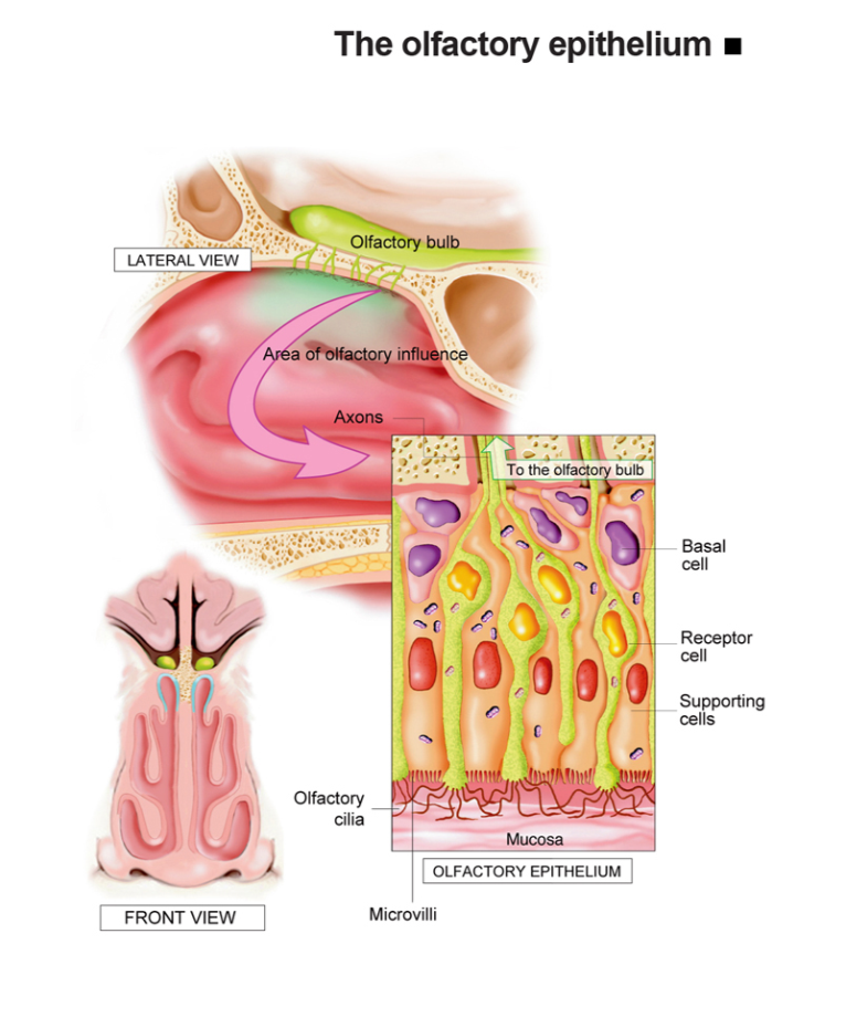 Anosmia Pasca-COVID