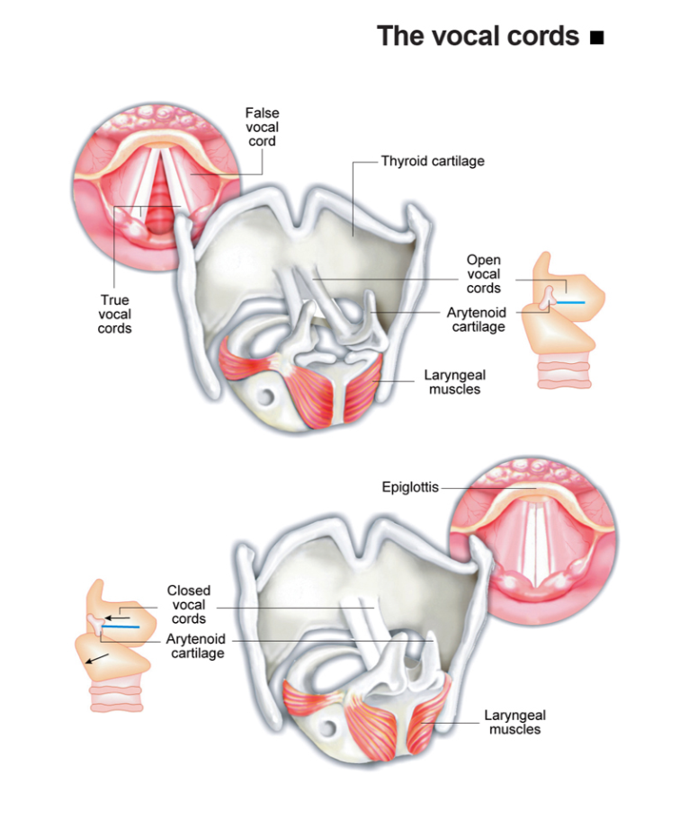 Vocal Hygiene