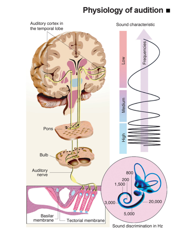 Gangguan Pendengaran