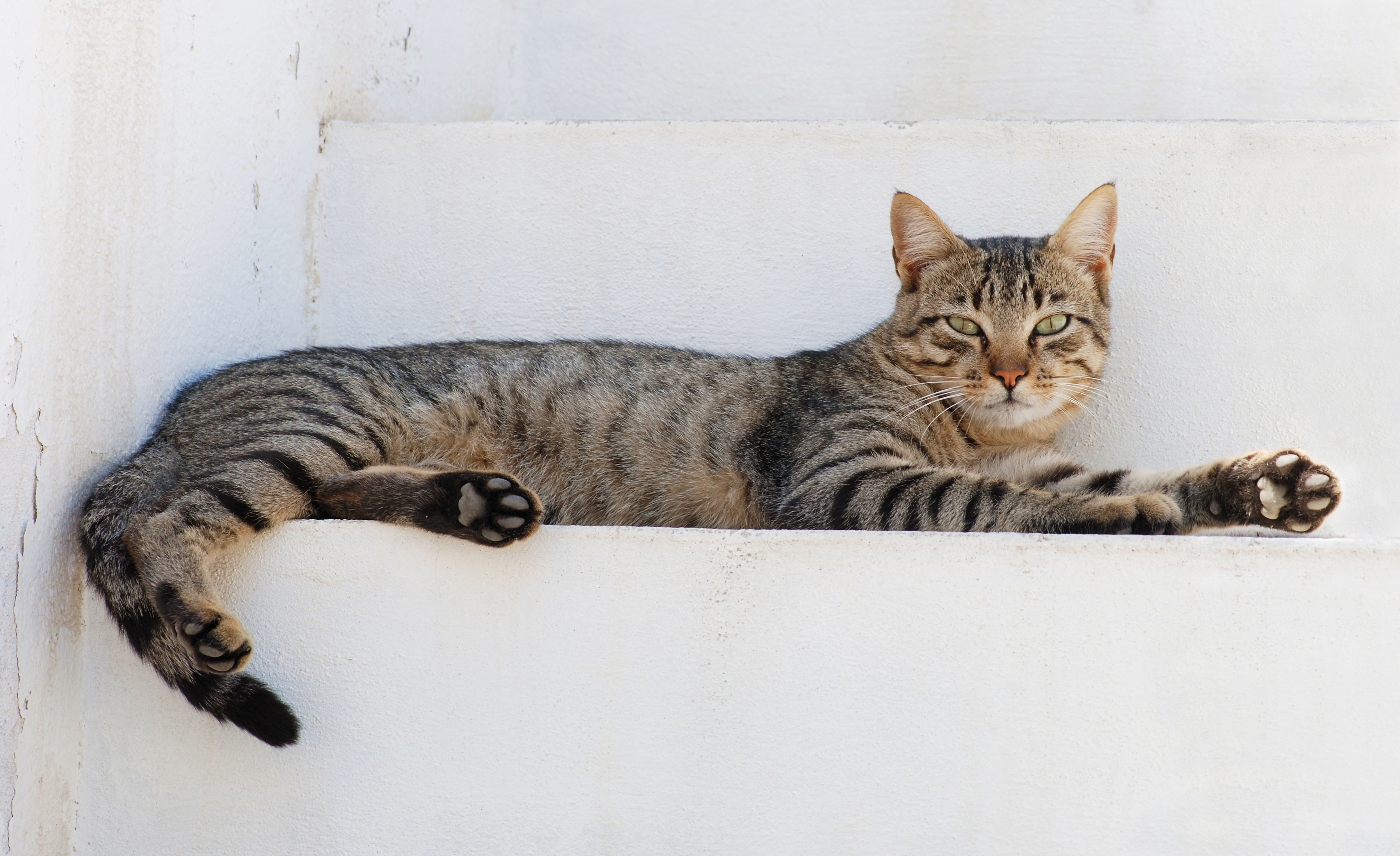 Alergi Bulu Kucing dan Anjing: Apakah Harus Pisah?